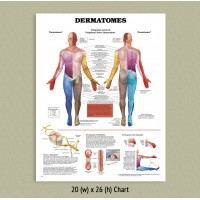 Anatomical Chart - Dermatomes (LAMINATED ONLY)