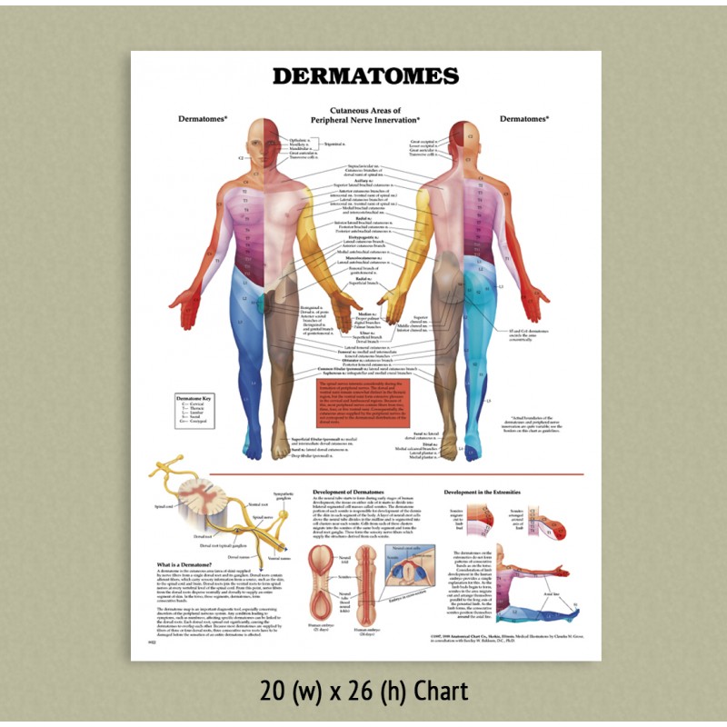 Dermatome Chart Back