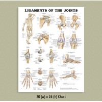 Anatomical Chart - Ligaments of the Joints
