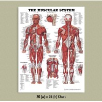 Anatomical Chart - Muscular System (LAMINATED ONLY)