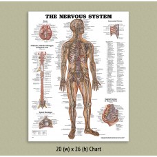 Anatomical Chart - Nervous System