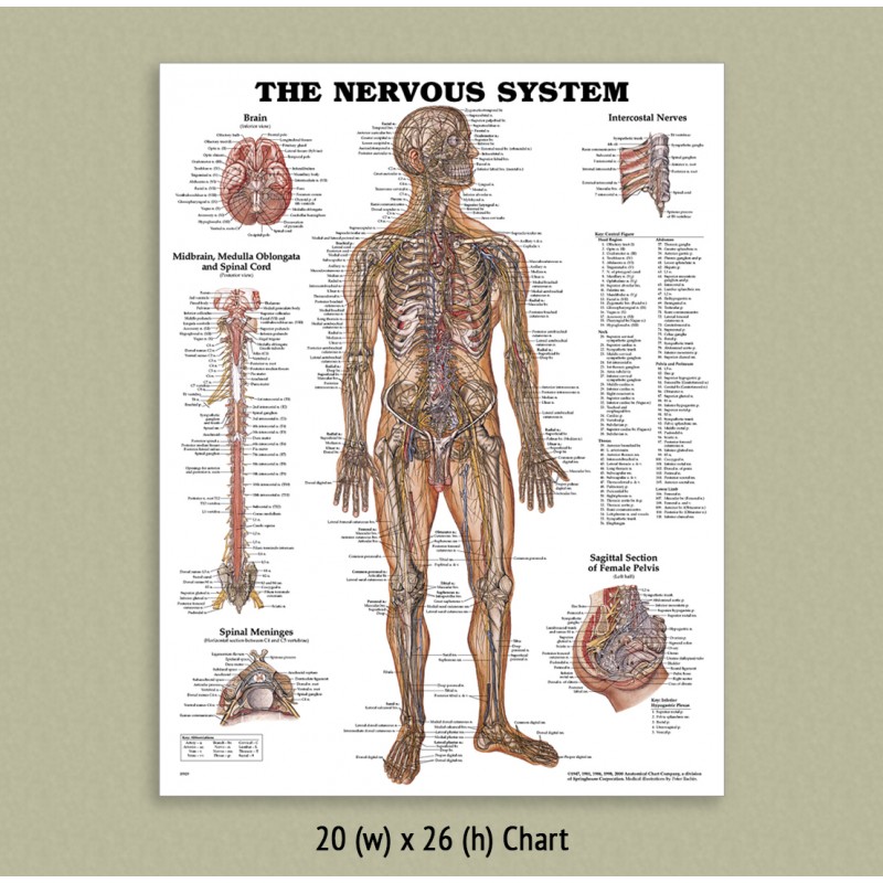 Size A2-Paper Format Chartex Cutaneous Nerves Chart Posterior A2P-0302B Nervous System Series