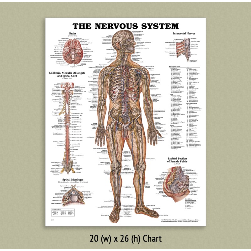 Chart Of Nerves In Back