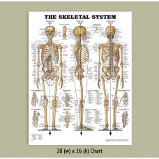Anatomical Chart - Skeletal System