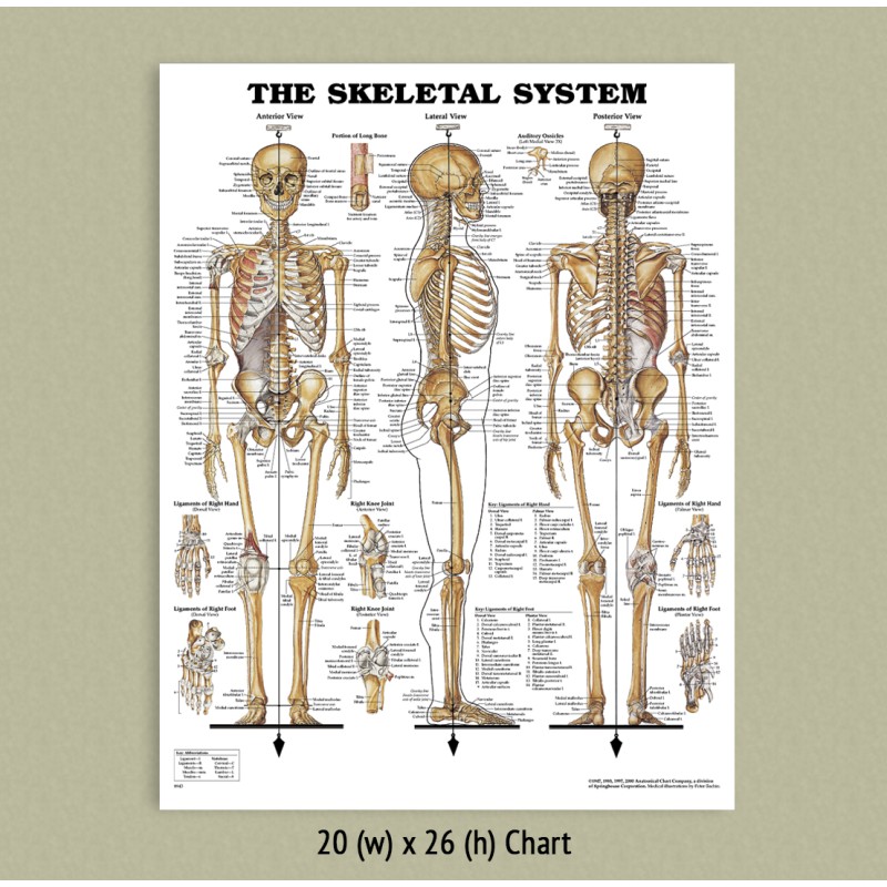 Back Bones Anatomy Chart