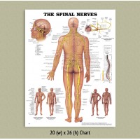 Anatomical Chart - Spinal Nerves (LAMINATED ONLY)
