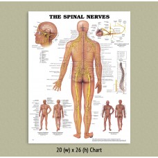 Anatomical Chart - Spinal Nerves 