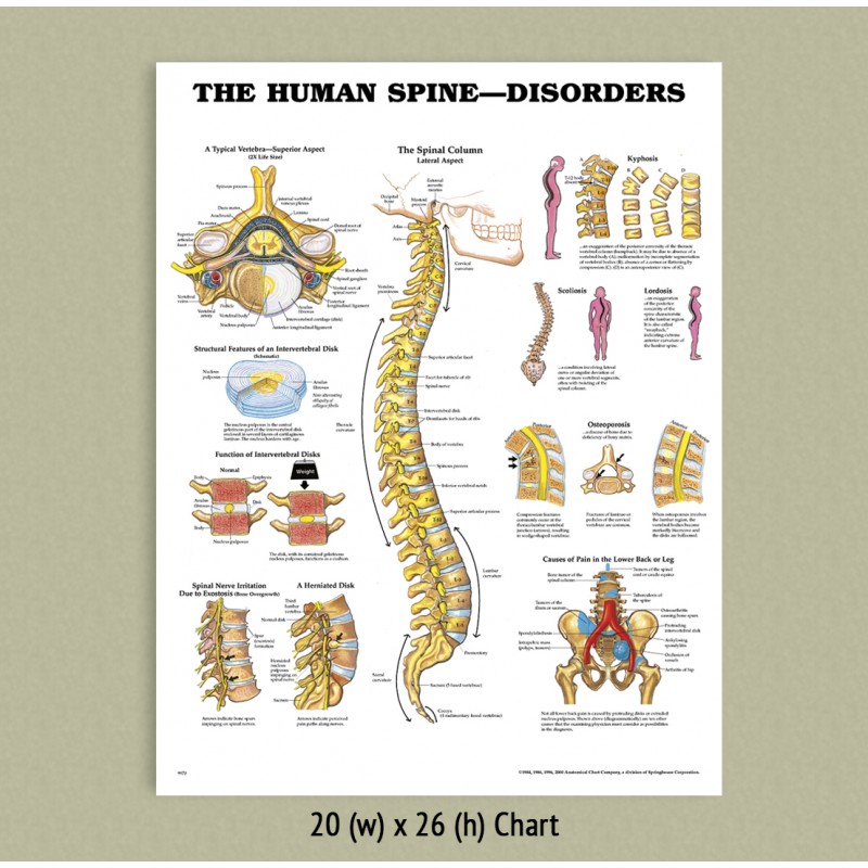 Spinal Nerve 3d Chart