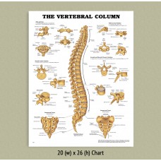 Anatomical Chart -Vertebral Column