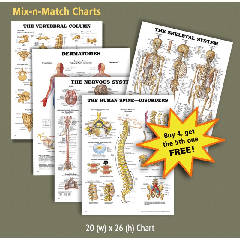 Chiropractic Posters And Charts