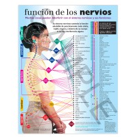 Handout - SPANISH Nerve Function